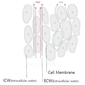 BIA Tradicional vs Inbody 4
